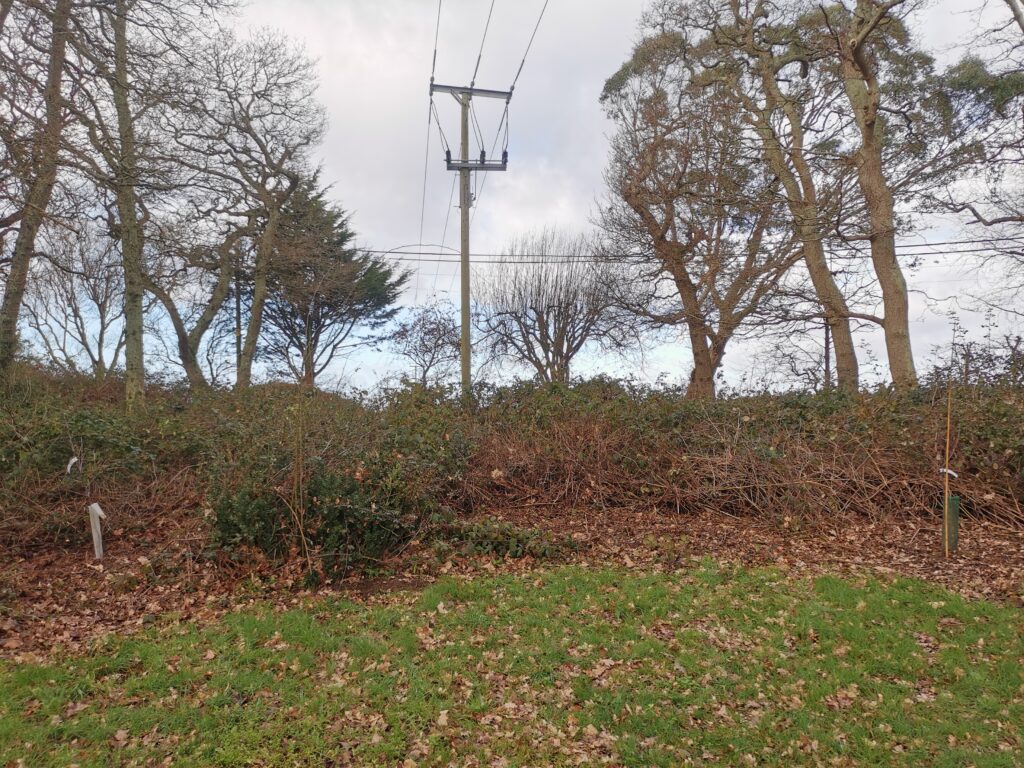 Fruit trees planted at the back of Pitch 10b