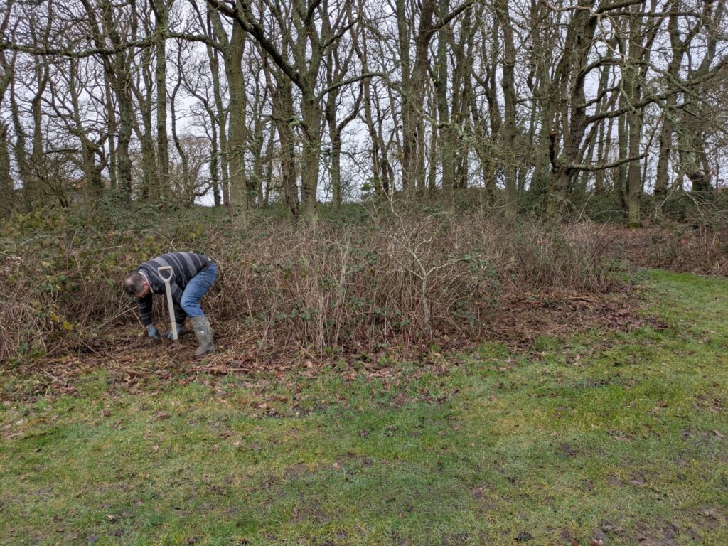 Conference and wild pear planted near existing pear tree